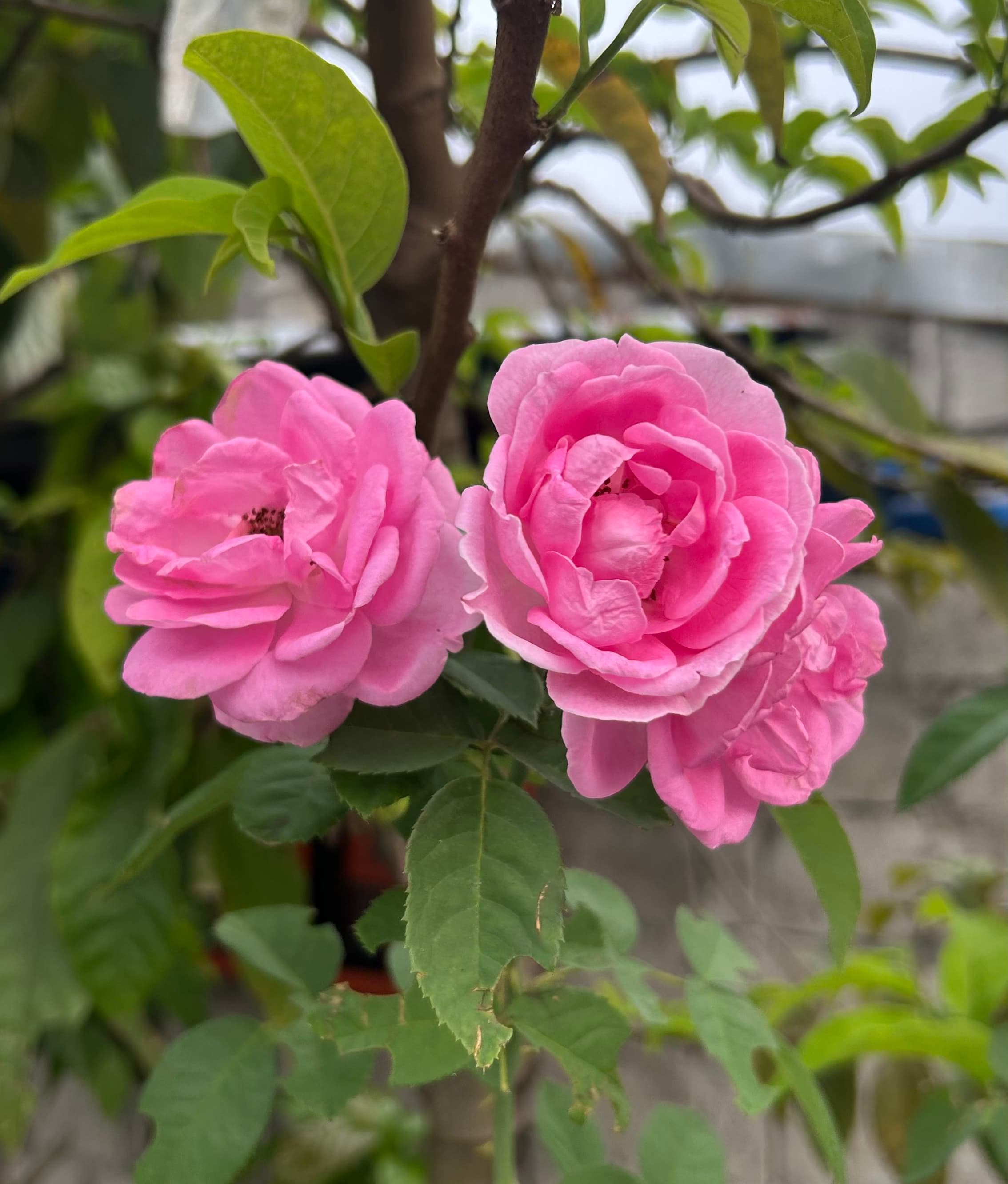 Morning Blooms